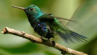 Violet-bellied Hummingbird (feliciana)