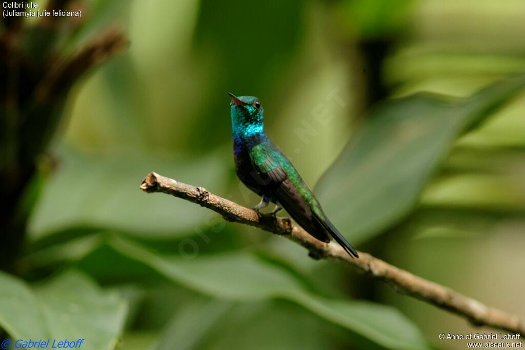 Colibri julie mâle adulte