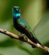 Violet-bellied Hummingbird (feliciana)