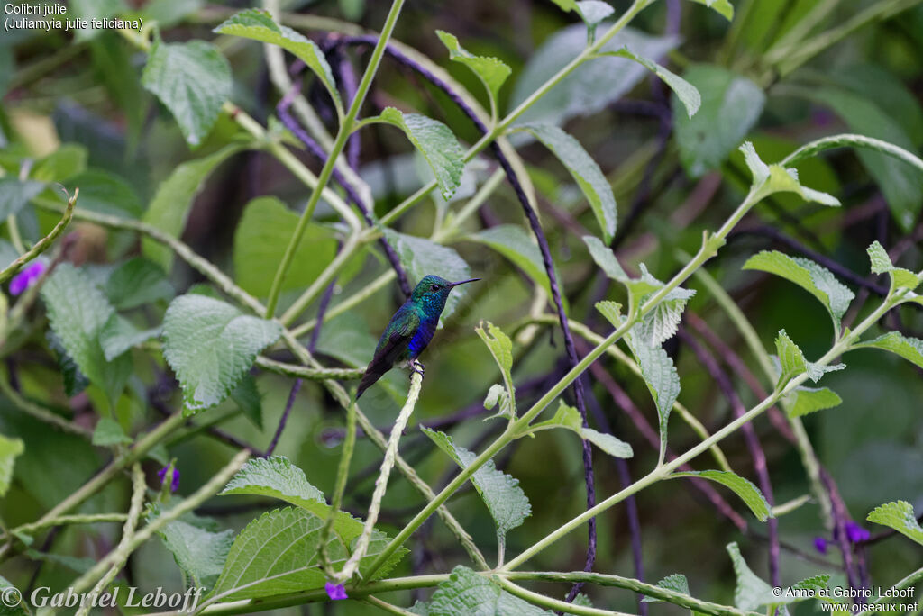 Violet-bellied Hummingbird (feliciana)