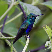 Violet-bellied Hummingbird (feliciana)