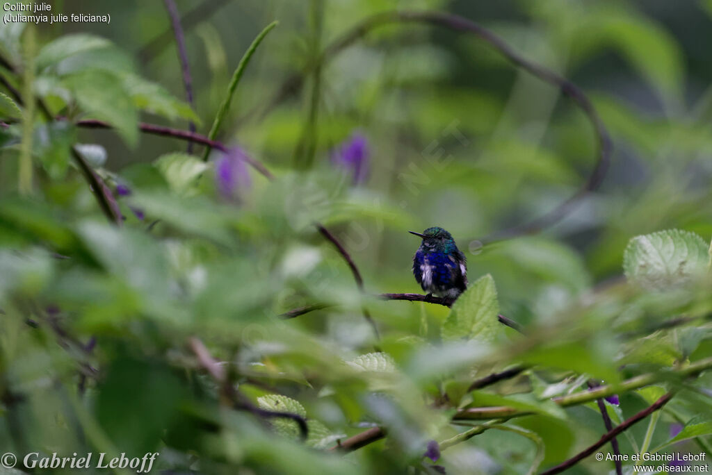 Violet-bellied Hummingbird (feliciana)immature