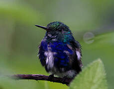 Violet-bellied Hummingbird (feliciana)