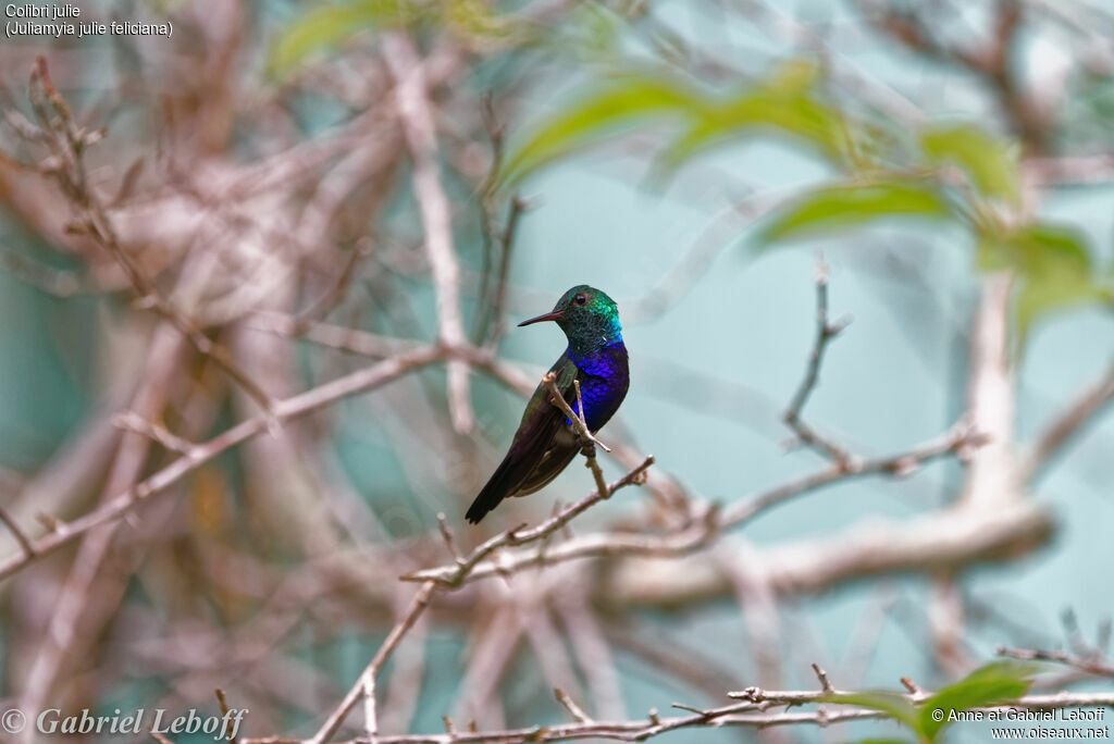 Violet-bellied Hummingbird (feliciana)