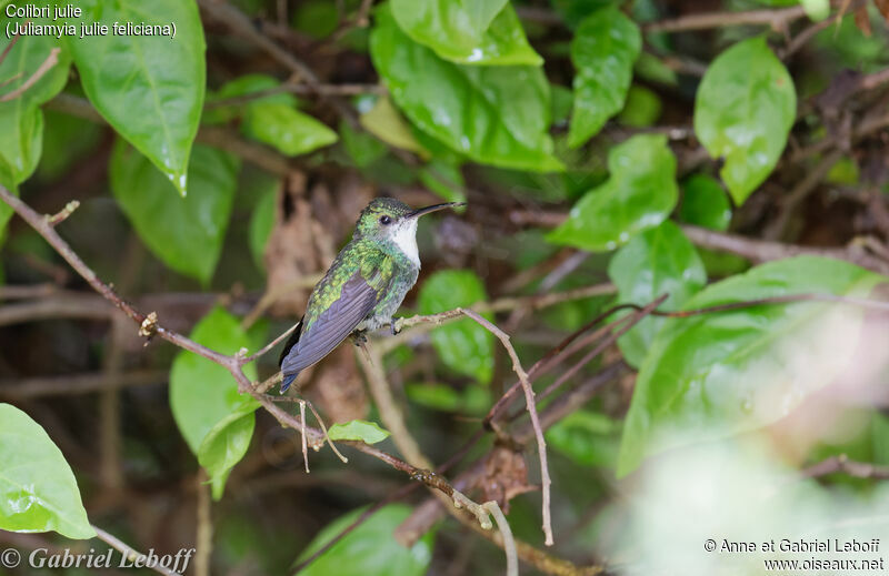 Colibri julie femelle