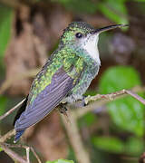 Violet-bellied Hummingbird (feliciana)