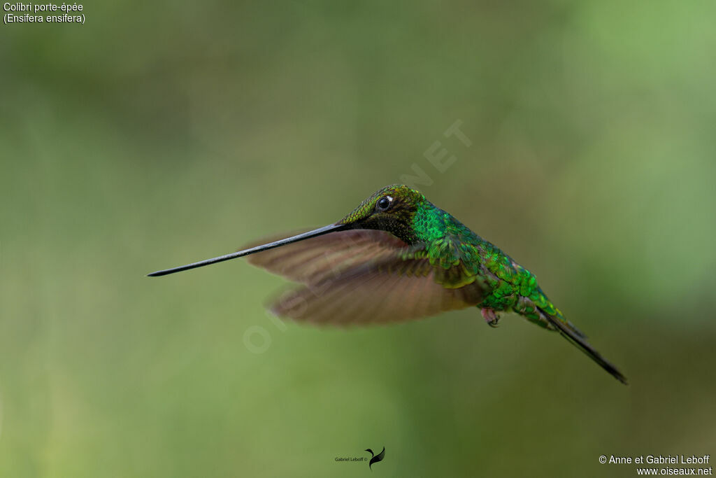 Colibri porte-épée mâle adulte