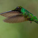 Colibri porte-épée
