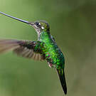 Colibri porte-épée