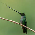 Colibri porte-épée