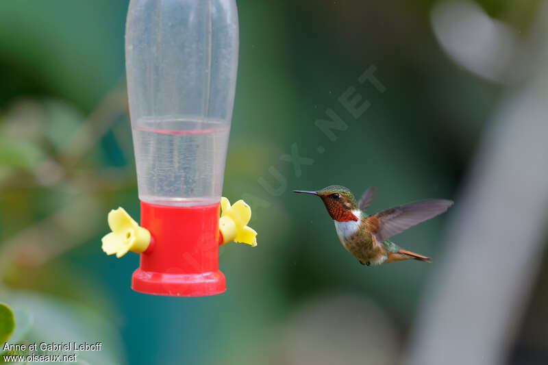 Scintillant Hummingbird male adult, pigmentation, Flight