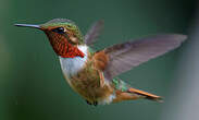 Colibri scintillant