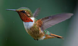 Colibri scintillant