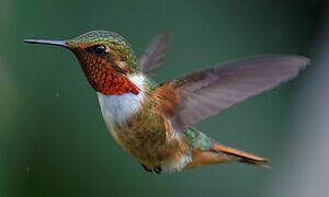 Scintillant Hummingbird