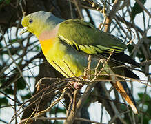 Orange-breasted Green Pigeon