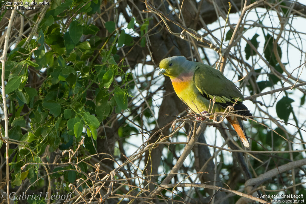 Colombar à double collier mâle