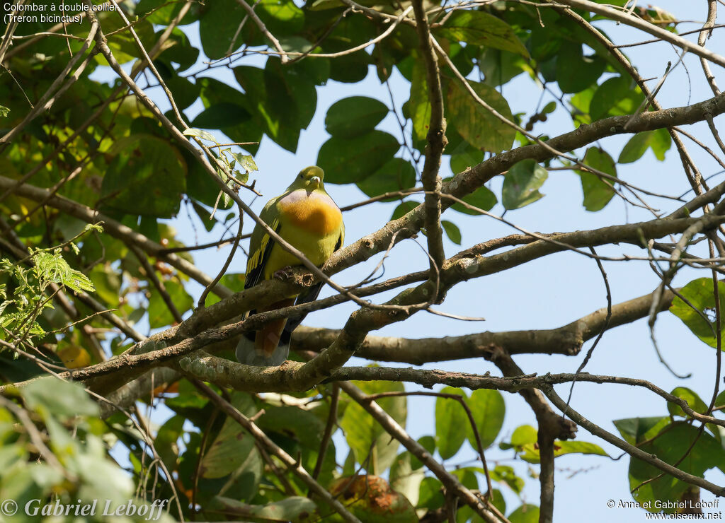 Orange-breasted Green Pigeon