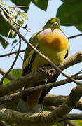 Orange-breasted Green Pigeon