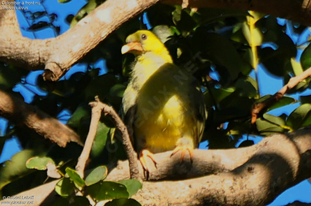 African Green Pigeon