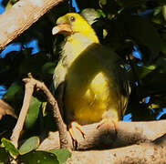 African Green Pigeon