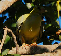 African Green Pigeon