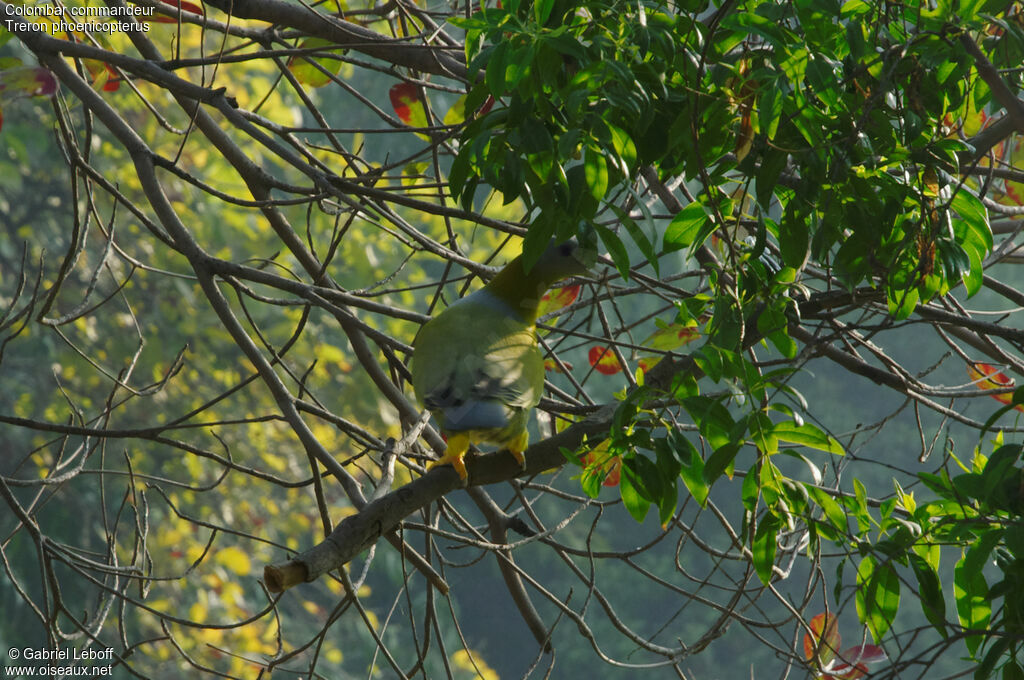 Yellow-footed Green Pigeon