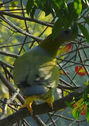 Yellow-footed Green Pigeon