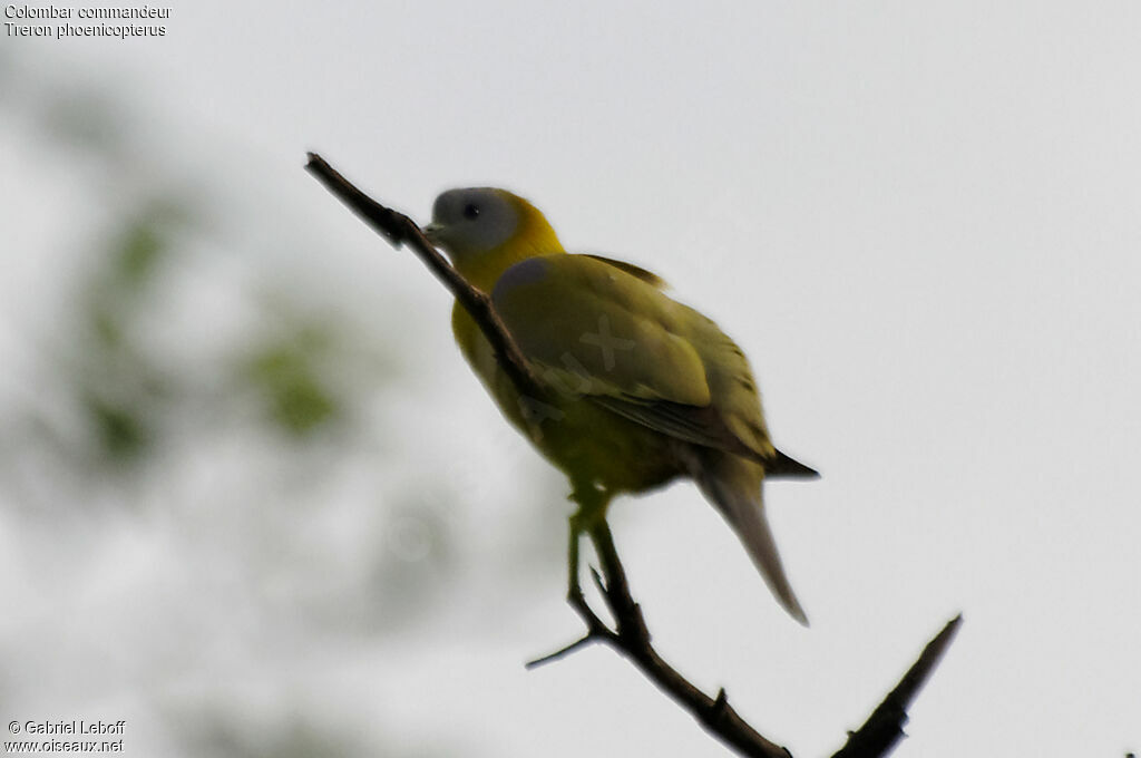 Yellow-footed Green Pigeon