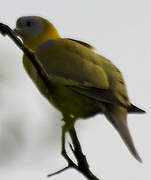 Yellow-footed Green Pigeon