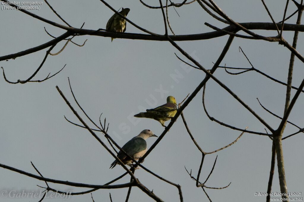 Sri Lanka Green Pigeon