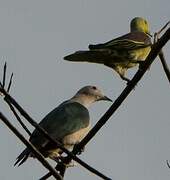 Sri Lanka Green Pigeon