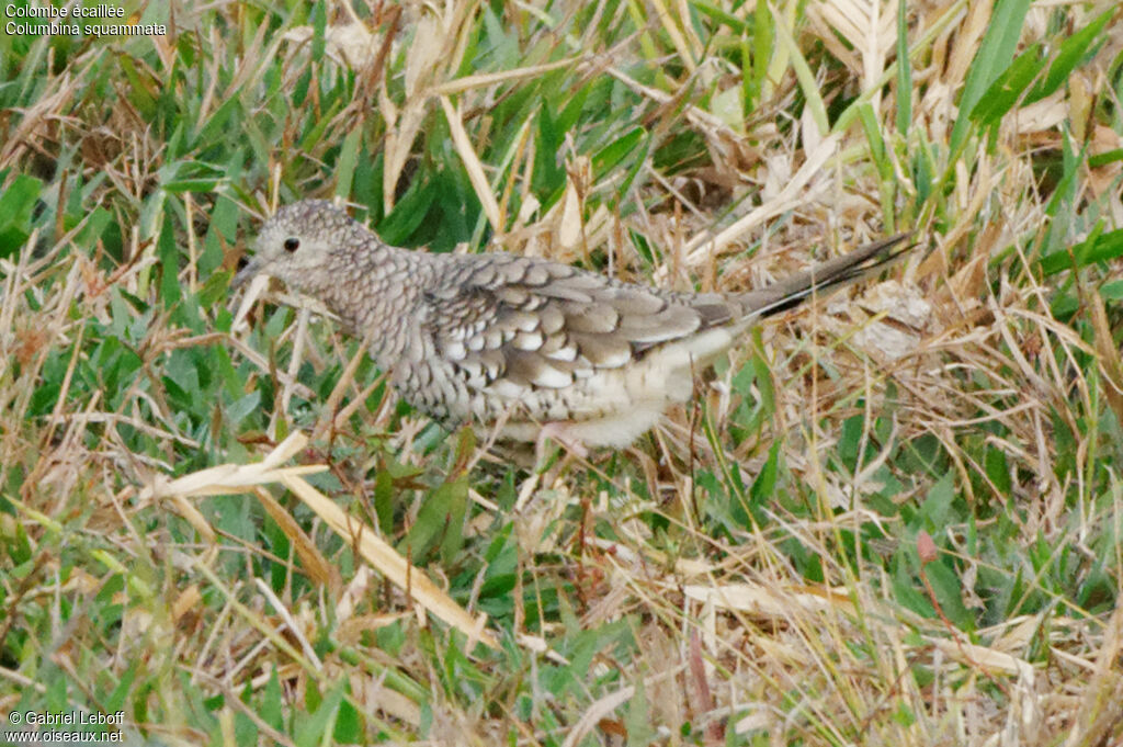 Colombe écaillée