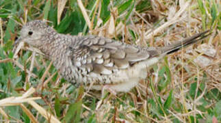 Scaled Dove