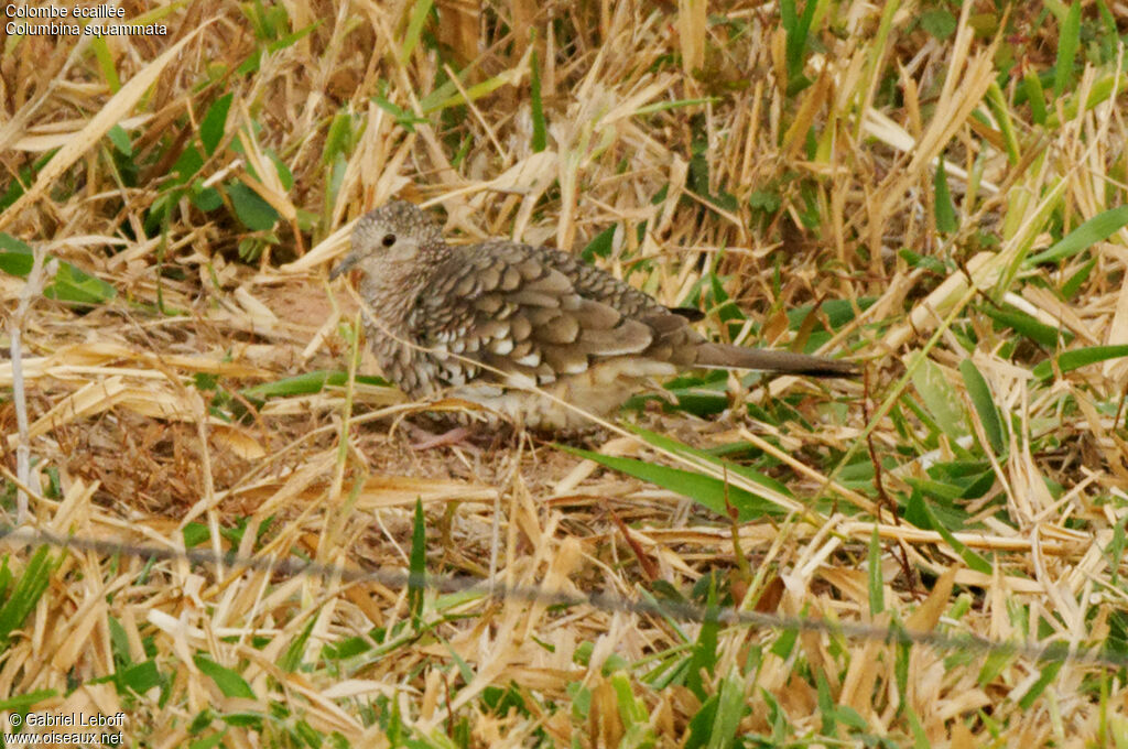 Scaled Dove