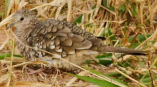 Scaled Dove