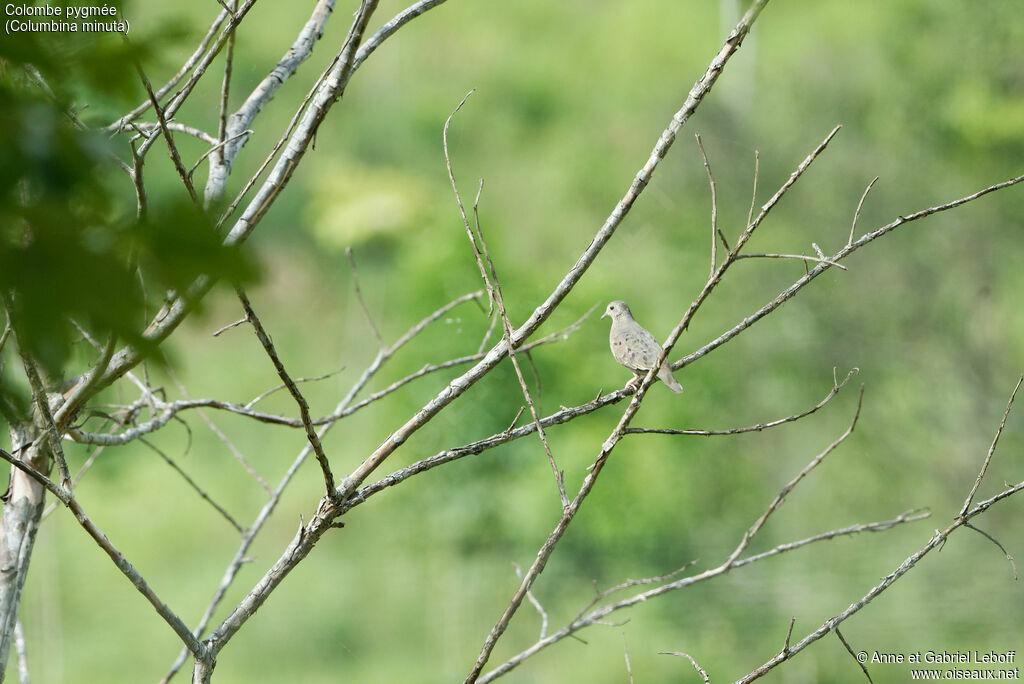 Plain-breasted Ground Dove female