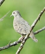 Plain-breasted Ground Dove