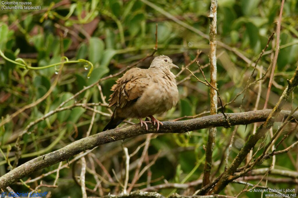 Colombe rousseadulte