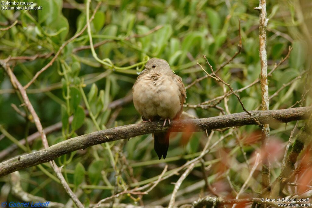 Ruddy Ground Doveadult