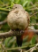 Ruddy Ground Dove