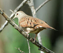 Ruddy Ground Dove