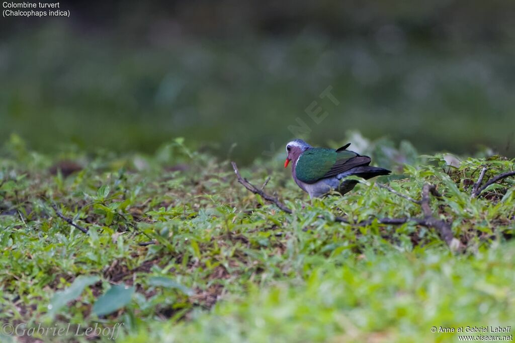 Common Emerald Dove