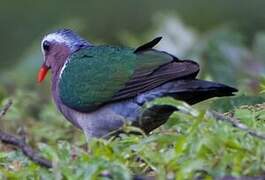 Common Emerald Dove