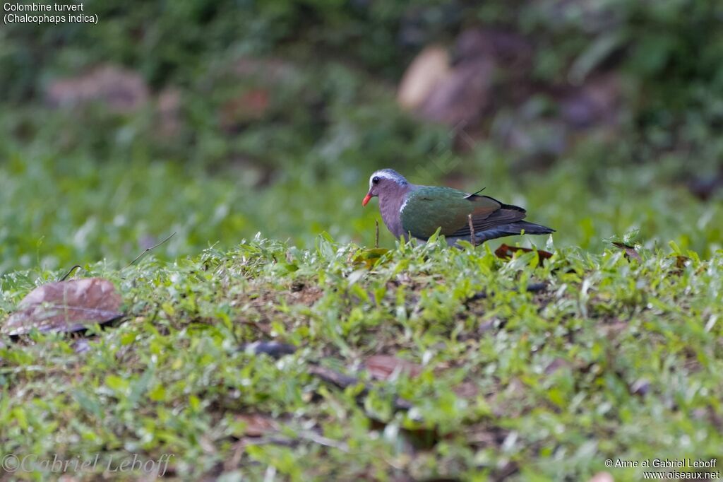 Common Emerald Dove