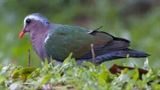 Common Emerald Dove