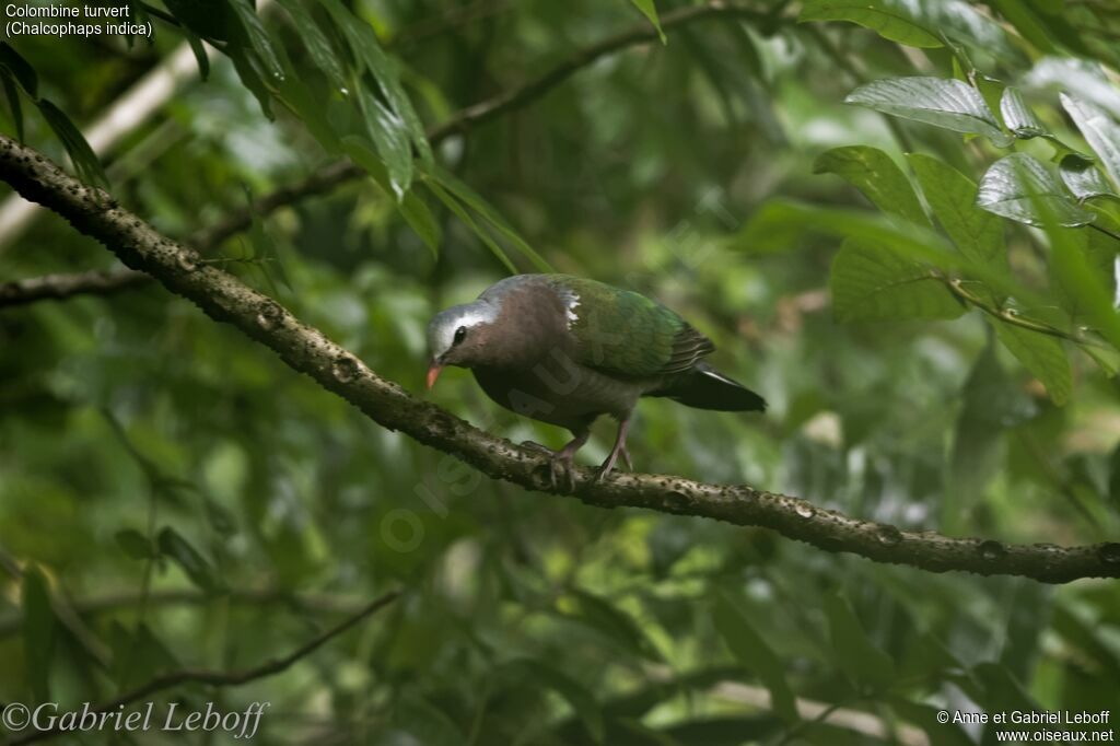 Common Emerald Dove