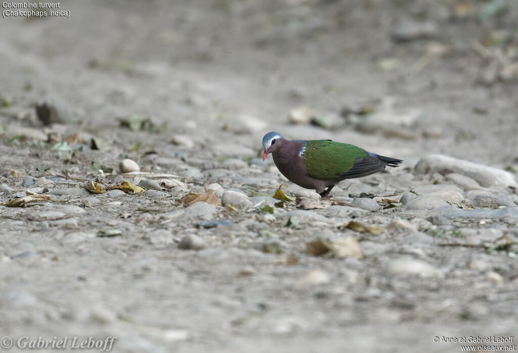 Common Emerald Dove