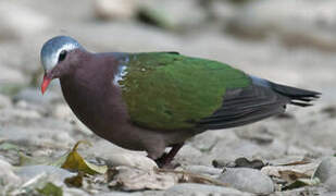 Common Emerald Dove