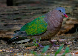Common Emerald Dove