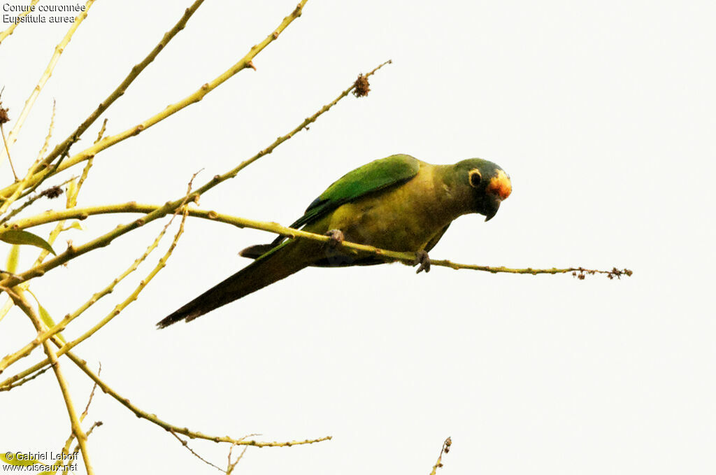 Peach-fronted Parakeet